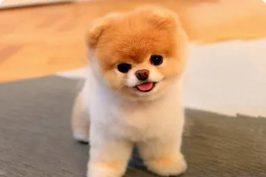 Lulu da Pomerânia