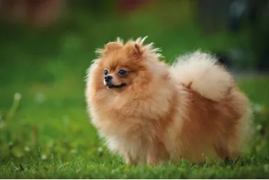 Lulu da Pomerânia